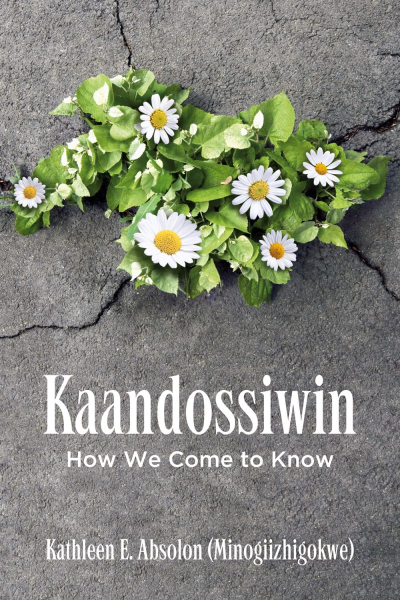 White and yellow daisies with green leaves growing through cracked concrete pavement.